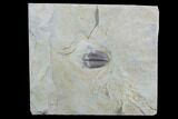 Lemureops Kilbeyi Trilobite - Fillmore Formation, Utah #94748-3
